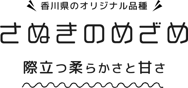 香川県のオリジナル品種 さぬきのめざめ 際立つ柔らかさと甘さ